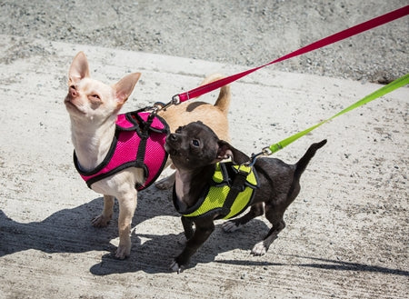 Cirque Harness Step-in Lg-XXlg – CanvasbackPets