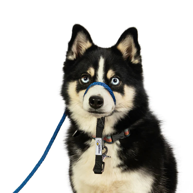 Best collar and leash for husky hot sale