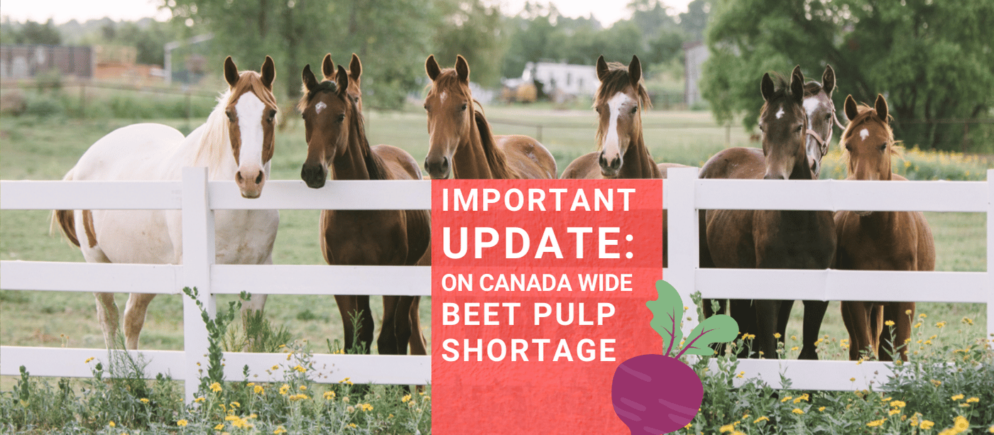 Beet Pulp Shortage -Manitoba, Canada