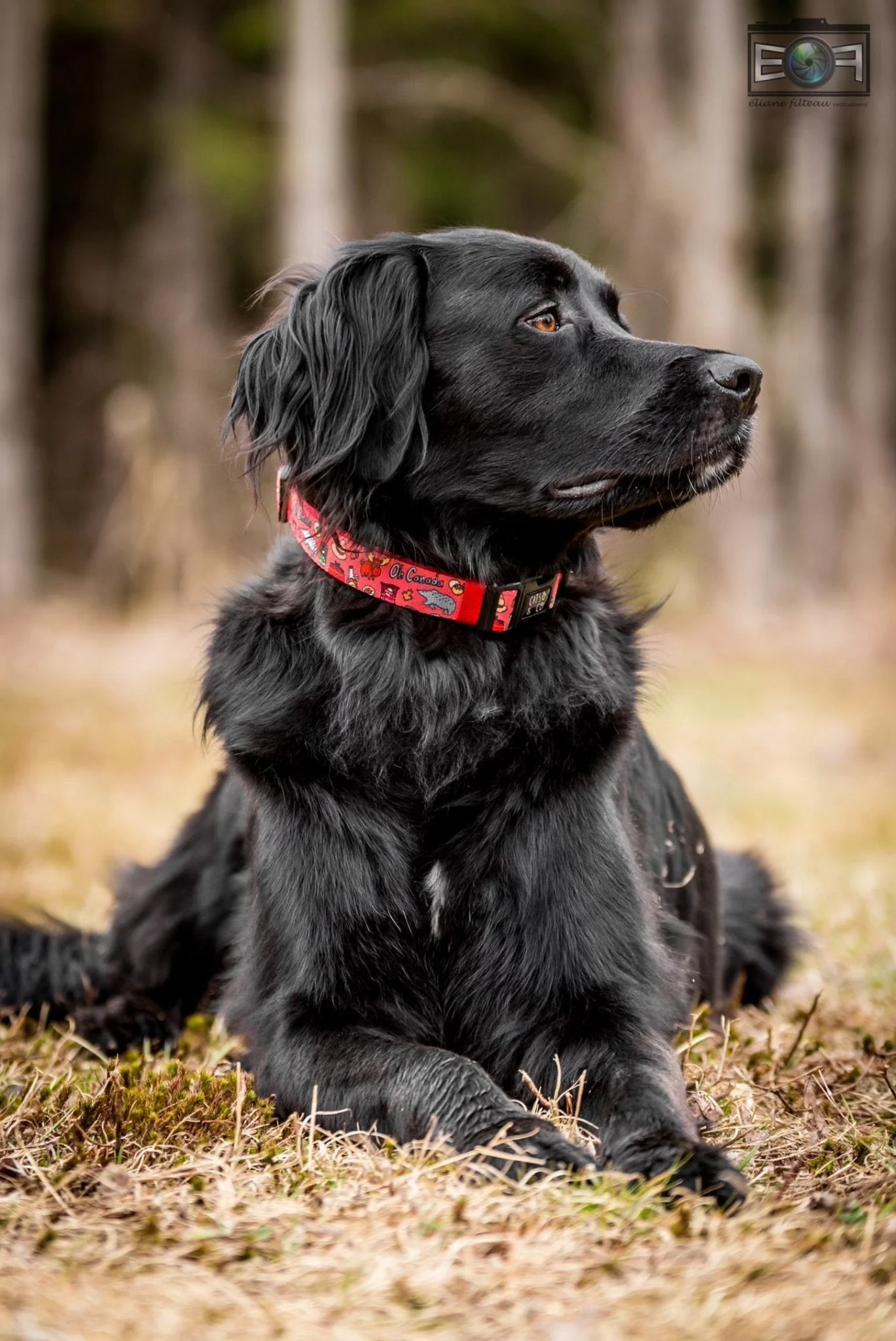 Catso & Co Pet Collar Oh Canada