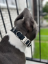 BULLY WAG 1" BIOTHANE COLLAR