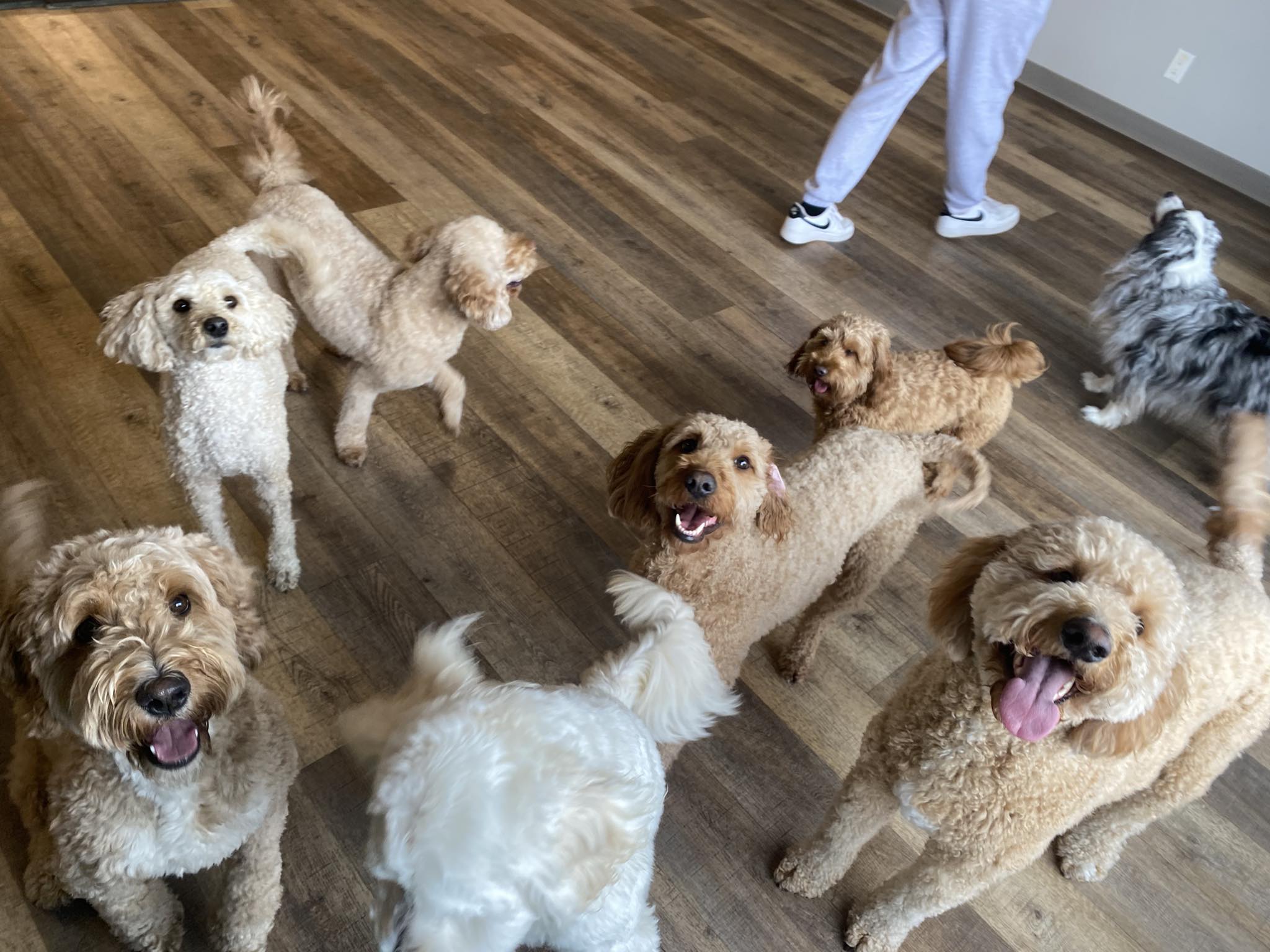 Canvasback Pet Supplies listing photo