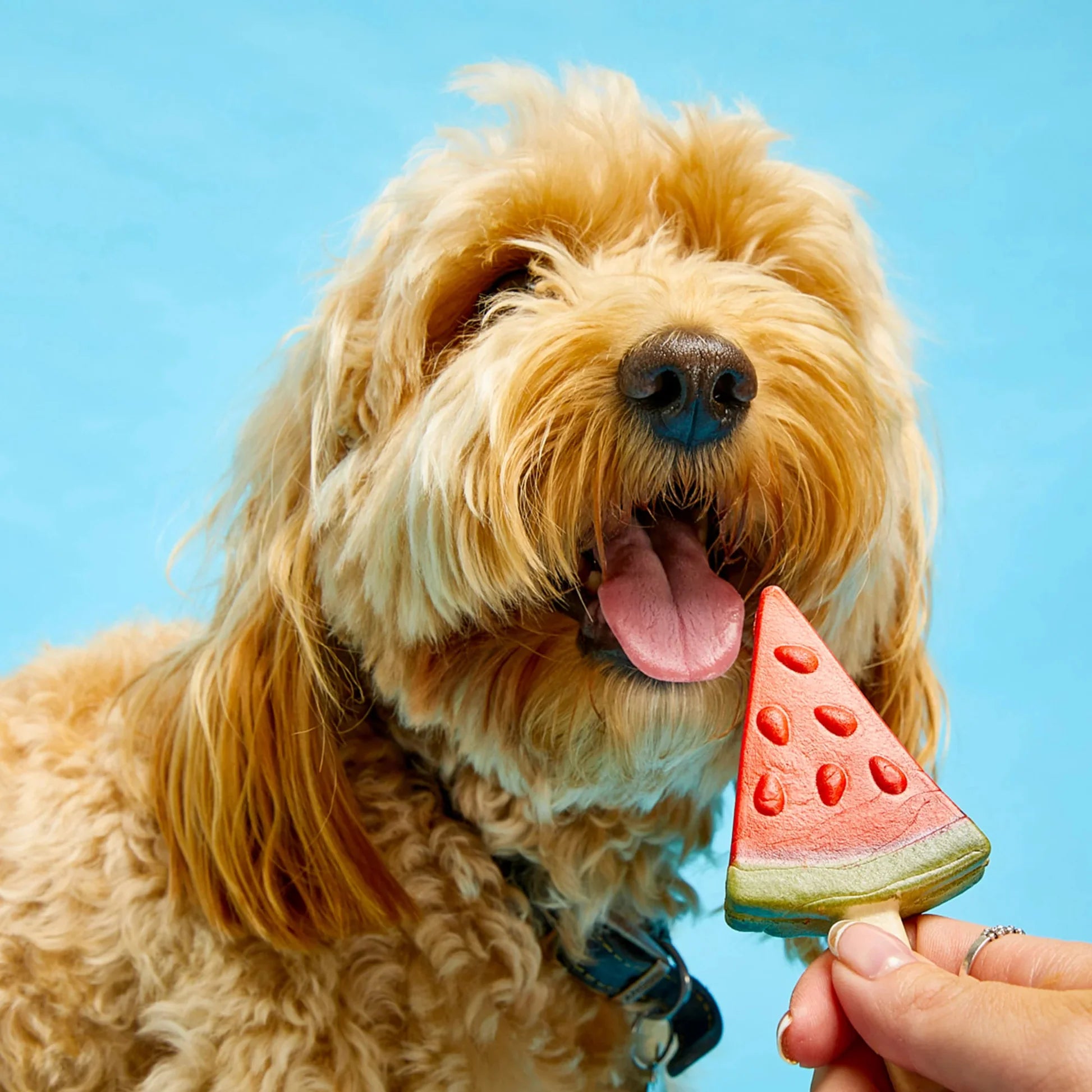 Pup Ice Lollies Treats