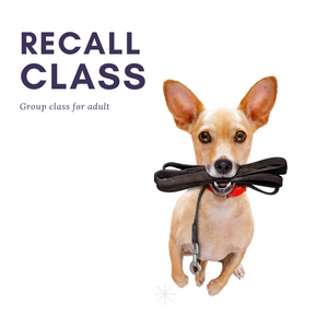Rescue Recall - Group Class