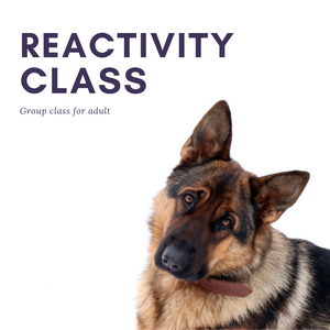 Reactivity 101 - Group Class
