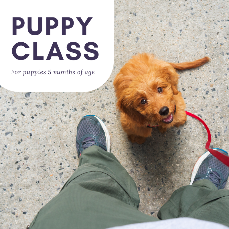 Jump Start Puppy Class - Allay Canine