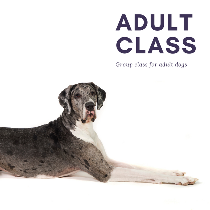 Cautious Canine Group Class