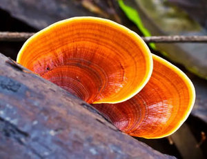 Medicinal Mushrooms Super Immune Blend 25g