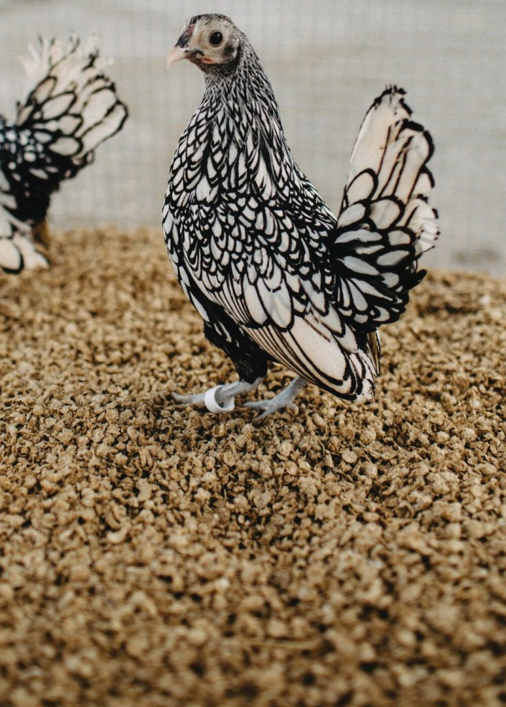 Fresh Look at Straw Boss Chicken Coop Bedding 40L