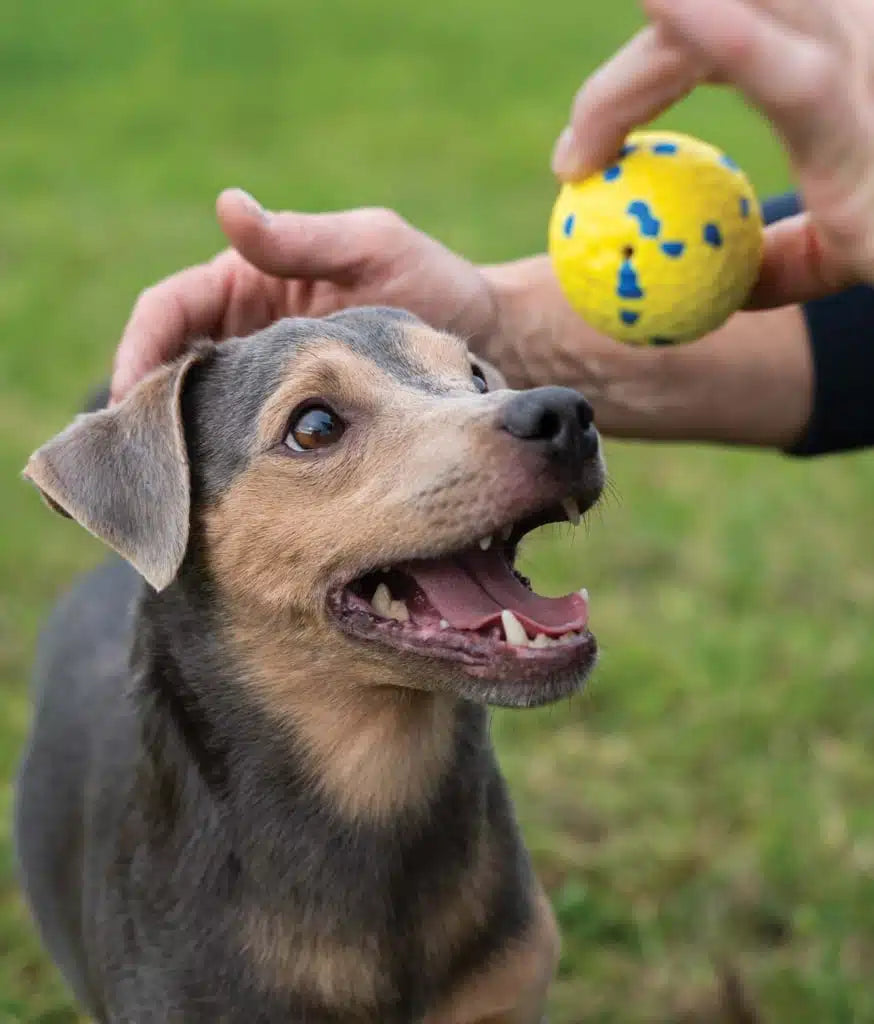 Nitro Weighted Ball Medium