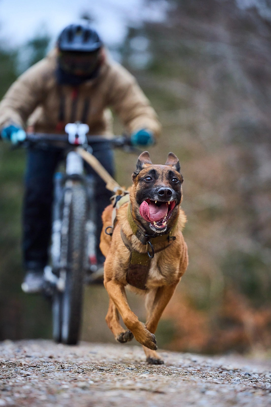 Non-Stop Dog Wear Freemotion Dog Harness WD