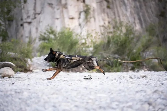 Non-Stop Dog Wear Freemotion Dog Harness WD