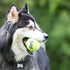 KONG Air Dog Squeak Ball Med 6-Pk