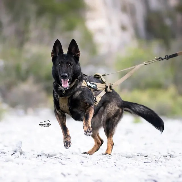 Non-Stop Dog Wear Freemotion Dog Harness WD