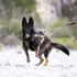 Non-Stop Dog Wear Freemotion Dog Harness WD