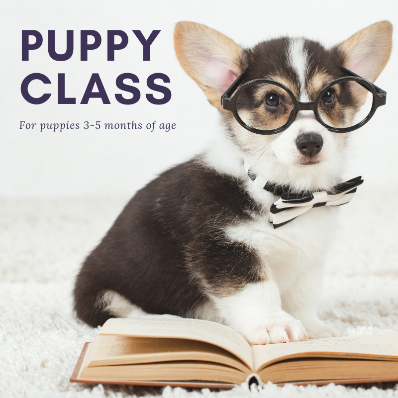Puppy Preschool Classes - Allay Canine