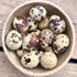 Quail Eggs 18 Count Big Country Raw
