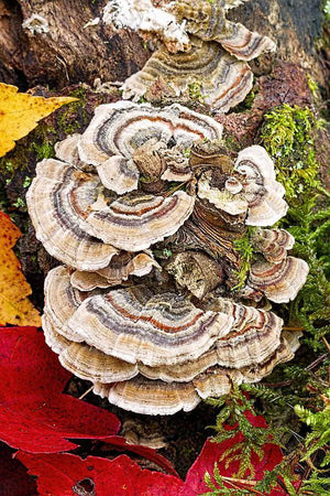 Medicinal Mushrooms Super Immune Blend 25g