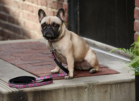 RC Pattern Dog Leash  3/4"X6'