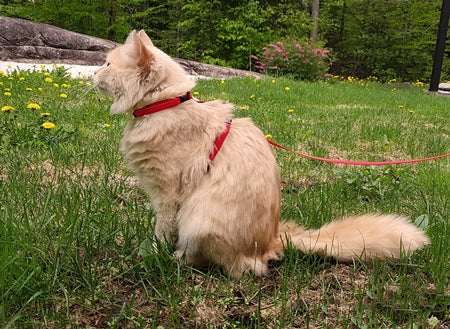 Primary Kitty Harness