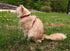 Primary Kitty Harness