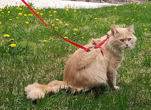 Primary Kitty Leash 6'