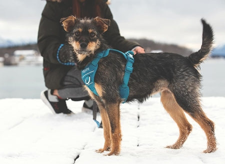 Momentum Control Harness Large