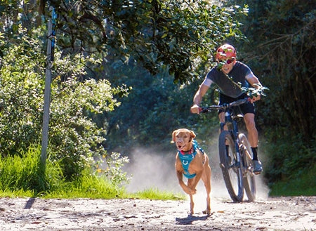 Momentum Control Harness Large