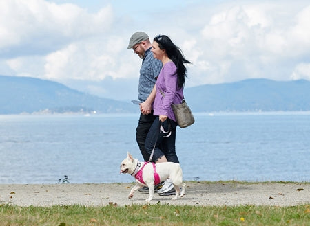 Momentum Control Harness Extra Large