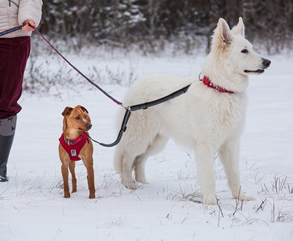 RC Pets Bungee Coupler 1"x 4'