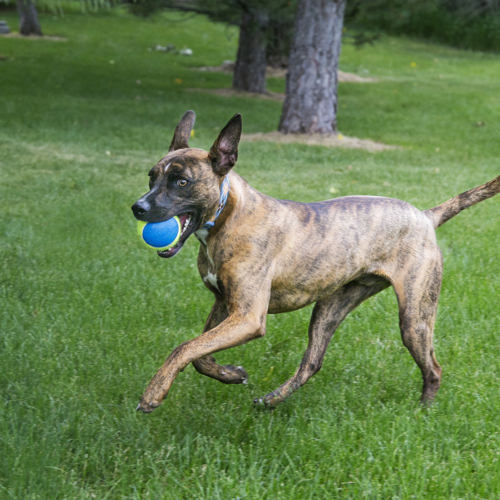 KONG Air Dog SQ Ball Med-Ultra 3pk