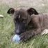 KONG Puppy Ball Medium/Lrg