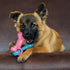 Kong Puppy Link Bone Large