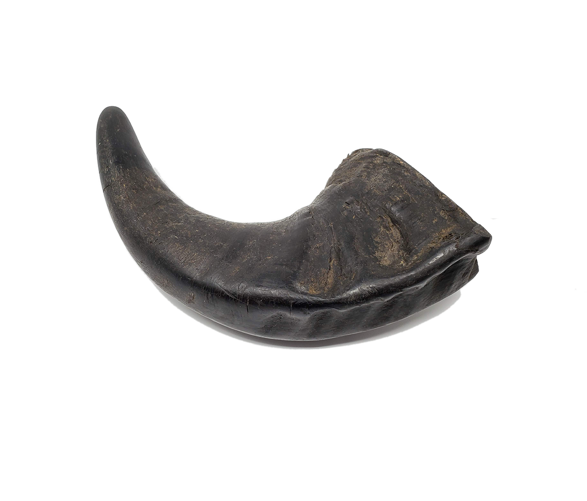 Open Range Water Buffalo Horn