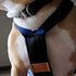 X-Back Pulling Harness Medium (Kicksledding Skijoring)