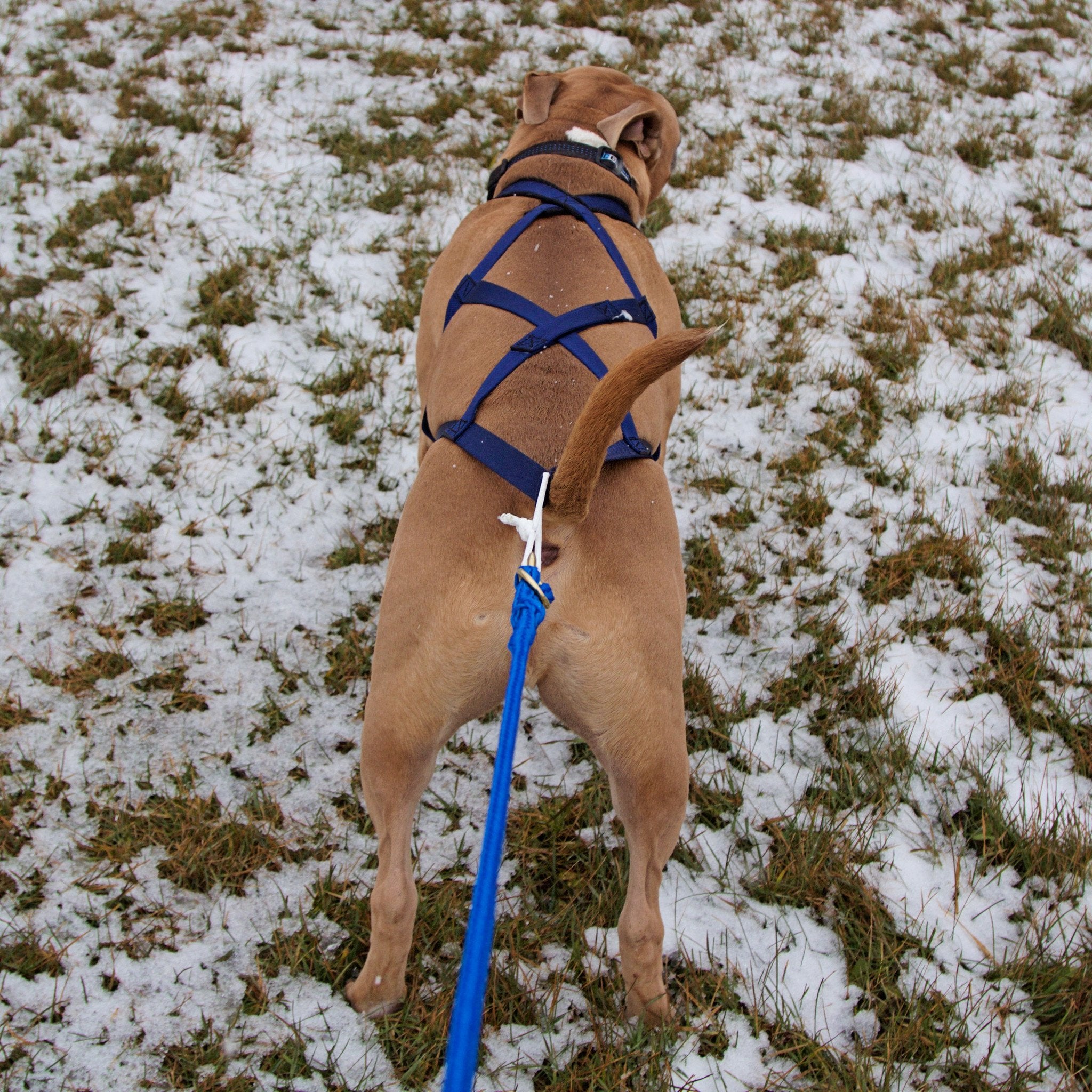 X-Back Pulling Harness Medium (Kicksledding Skijoring)