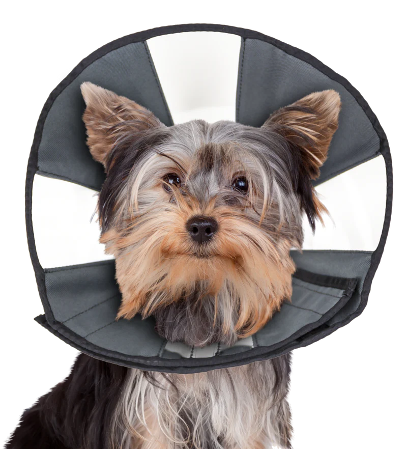 ZenCone Large 15-18"