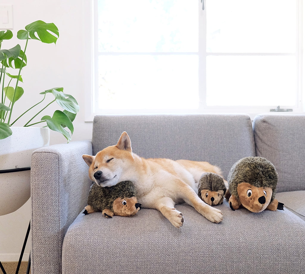 Outward Hound - Hedgehog  Large